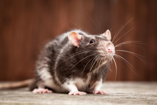 enfermedades roedores