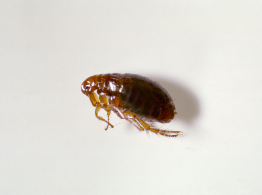 Soluciones combatir las pulgas Blog Traconsa