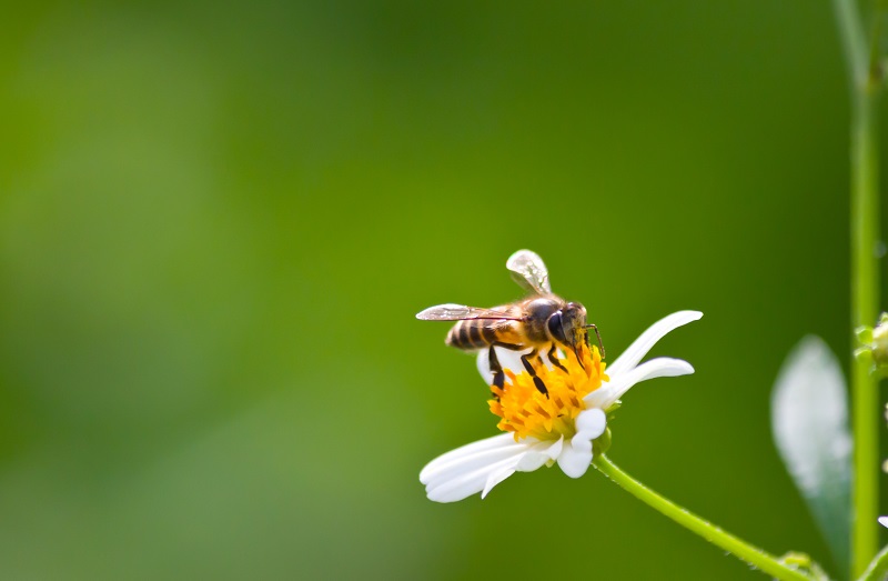 abeja especie protegida