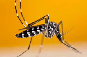 apariciones del mosquito tigre en España
