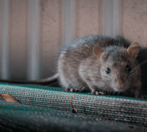 daños de las ratas en el hogar