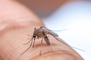 proliferacion de los mosquitos por la lluvia