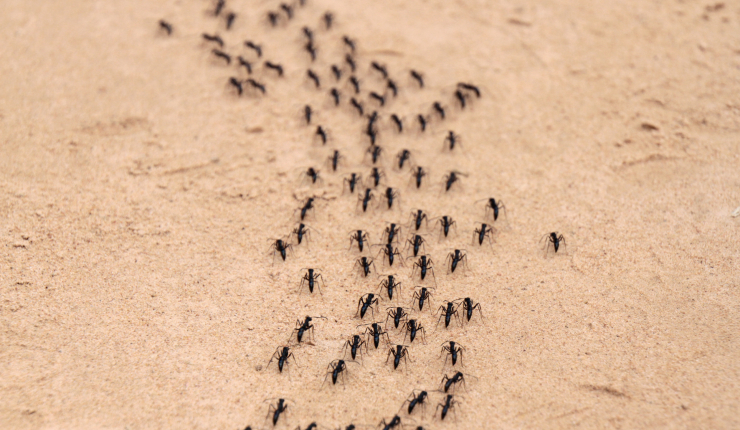 Hormigas más comunes