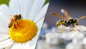 Diferencia entre avispa abeja