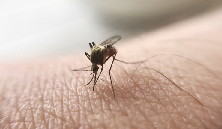 Curiosidades de los mosquitos