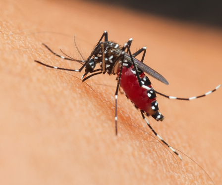 tratamiento desinsectacion mosquitos
